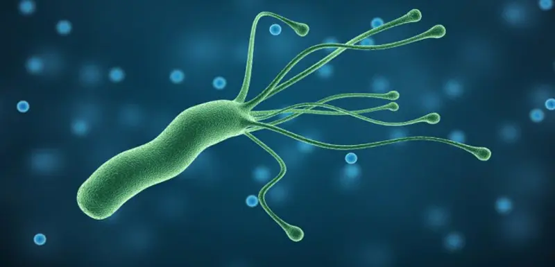 هلیکوباکتر پیلوری چیست